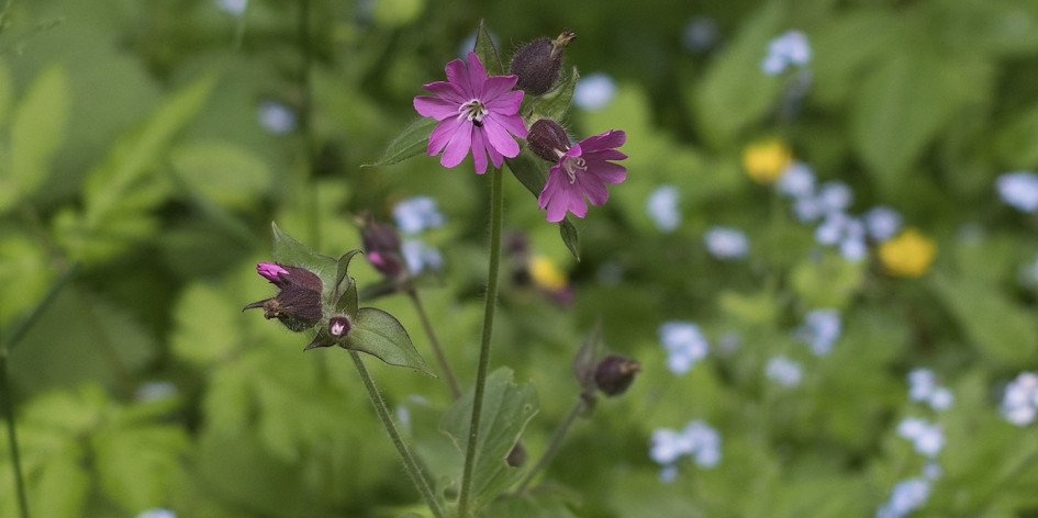 Silene dioica