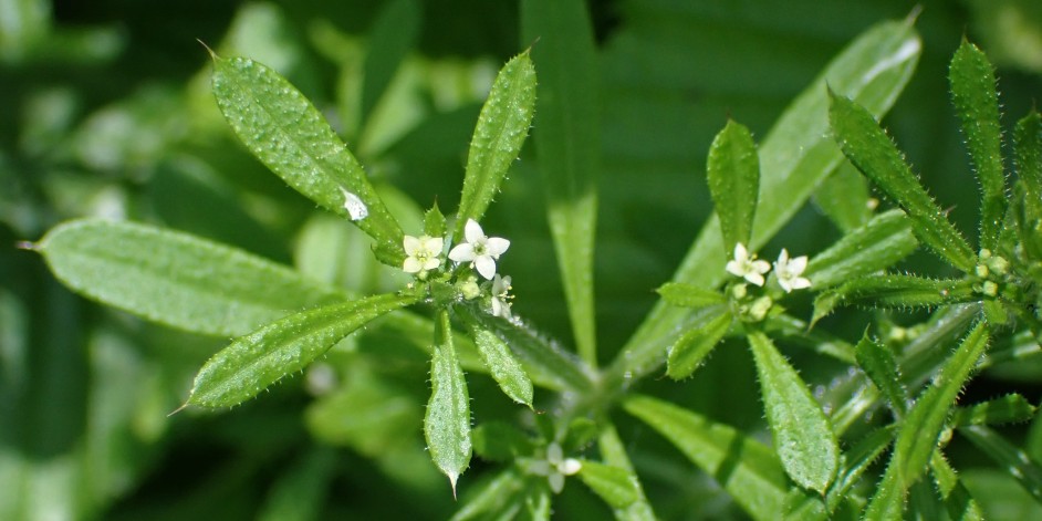 Galium aparine