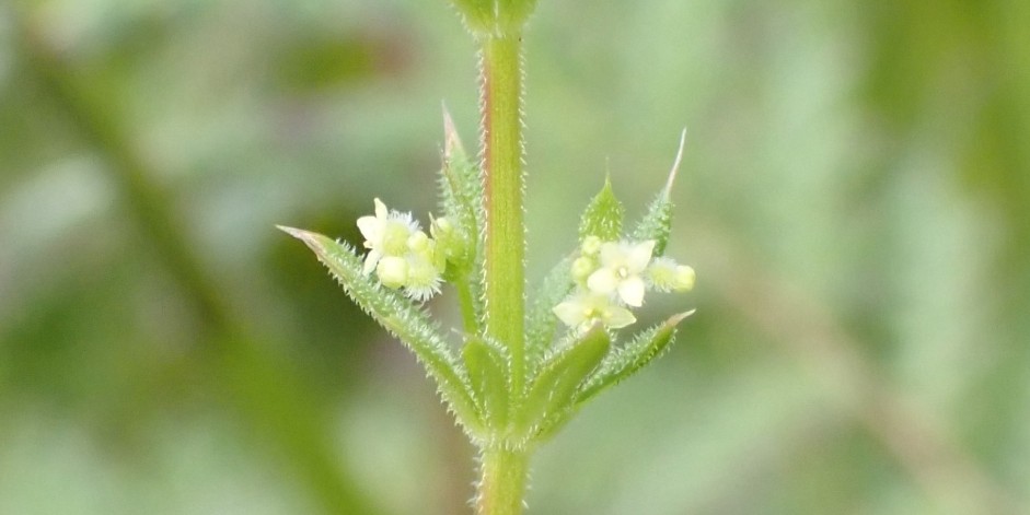 Galium spurium