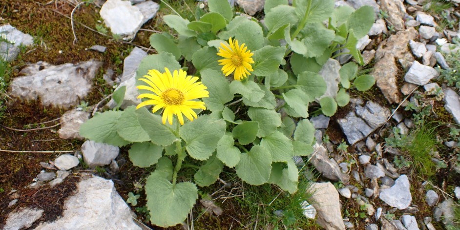 Doronicum grandiflorum