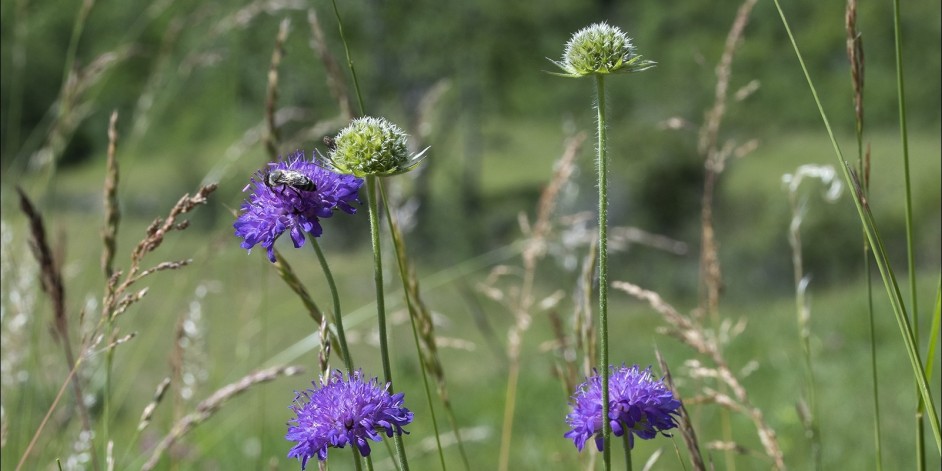 Knautia arvensis