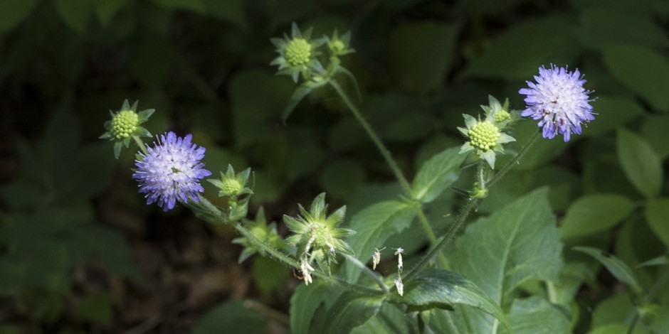 Knautia dipsacifolia