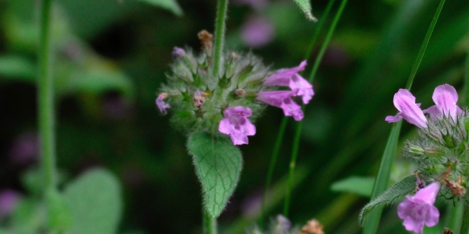 Clinopodium vulgare