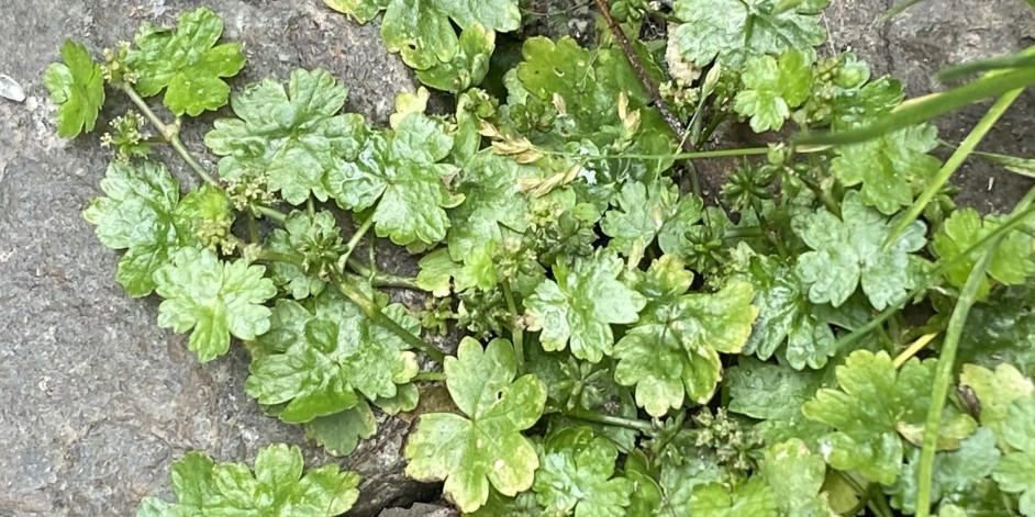 Hydrocotyle sibthorpioides