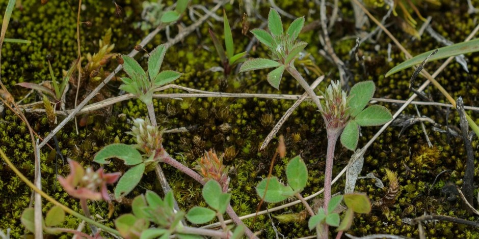 Trifolium scabrum