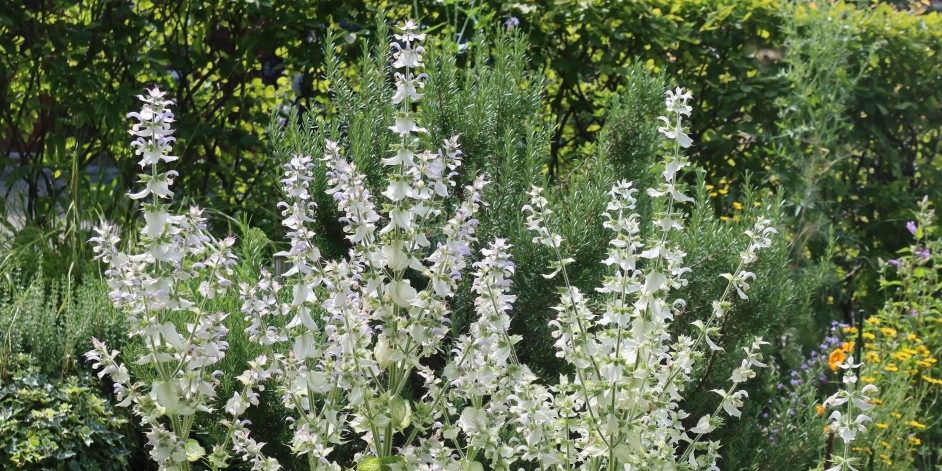 Salvia sclarea