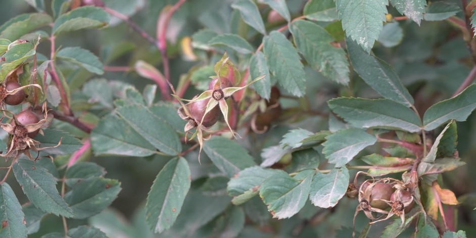 Rosa glauca