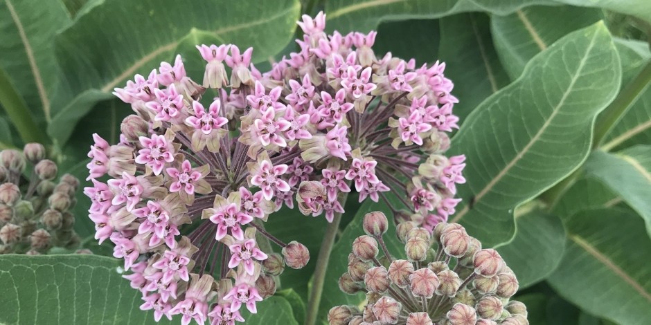 Asclepias syriaca