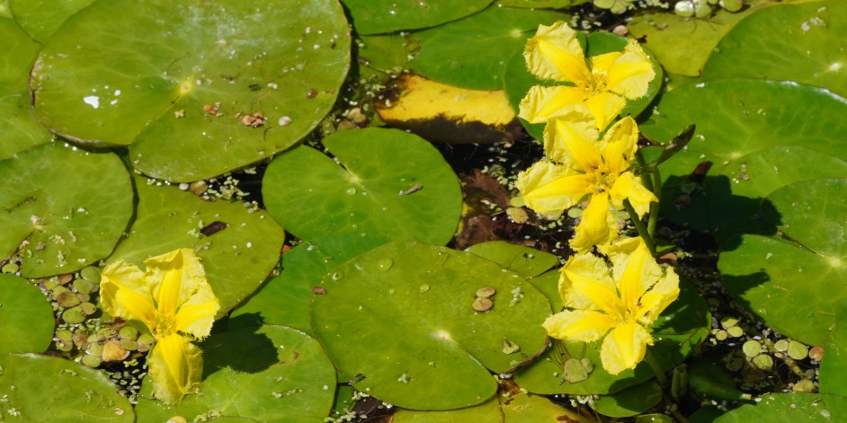 Nymphoides peltata