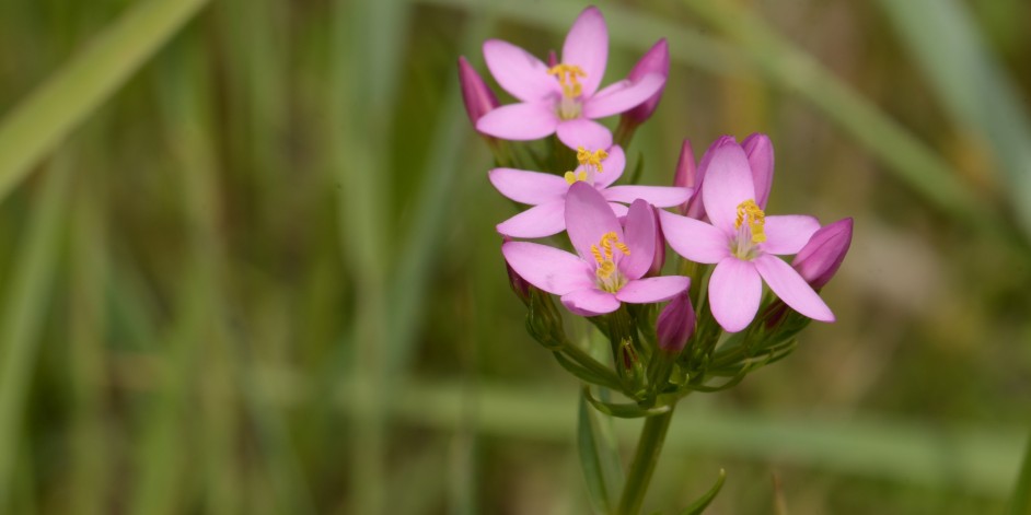 Centaurium erythraea