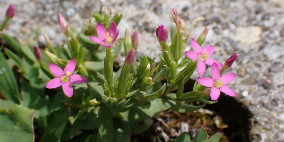 Centaurium pulchellum