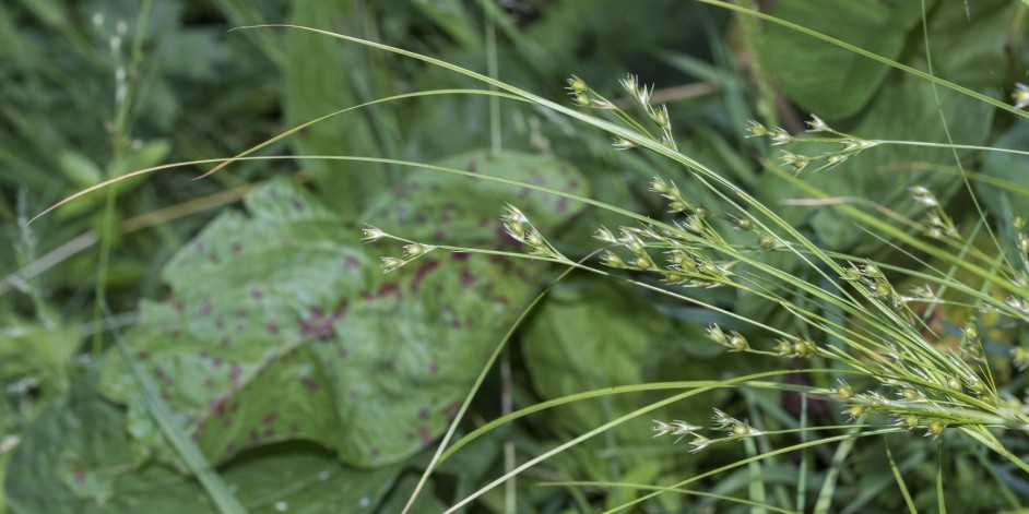 Juncus tenuis