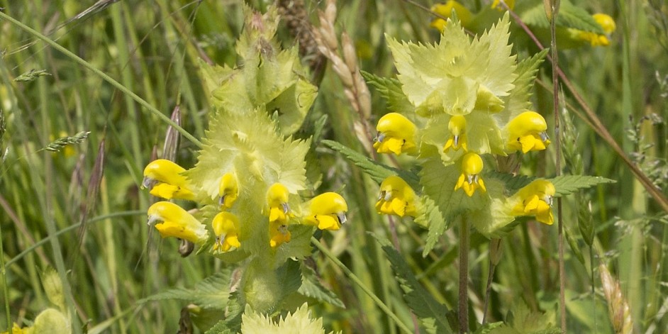 Rhinanthus alectorolophus