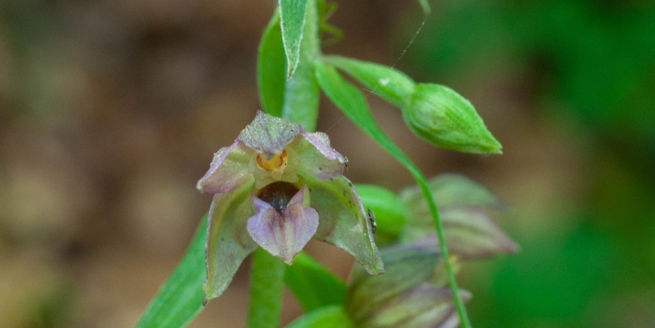 Epipactis helleborine aggr.