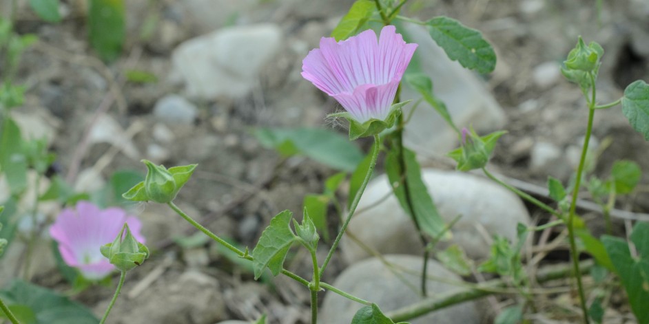 Malva punctata