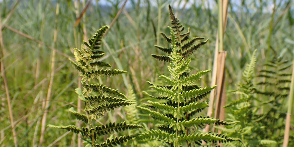 Thelypteris palustris