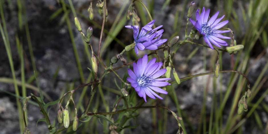 Lactuca perennis