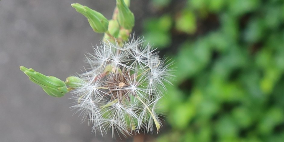 Lactuca serriola