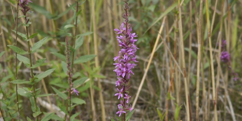 Lythrum salicaria