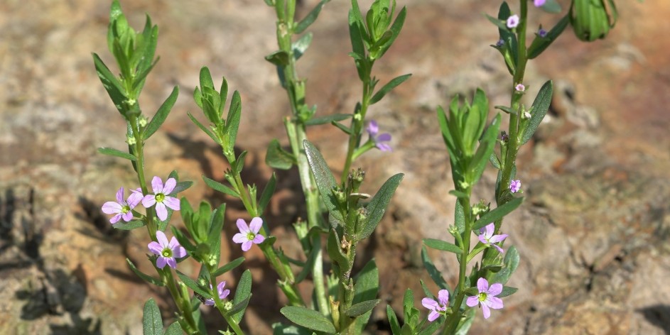 Lythrum hyssopifolia