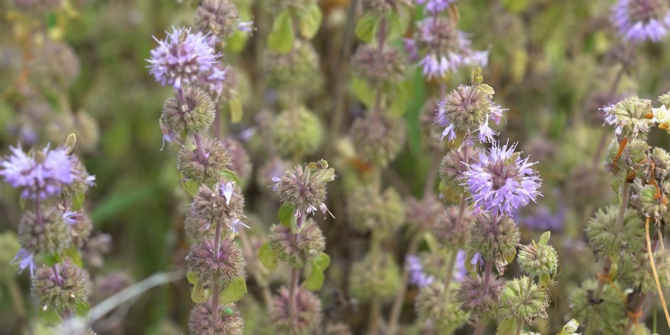 Mentha pulegium