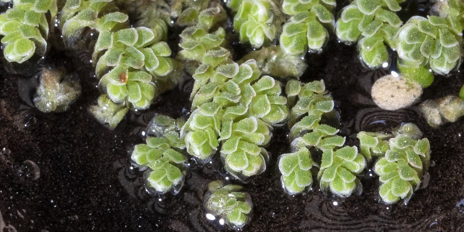 Azolla filiculoides