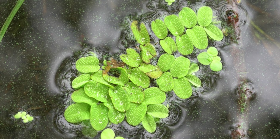 Salvinia natans