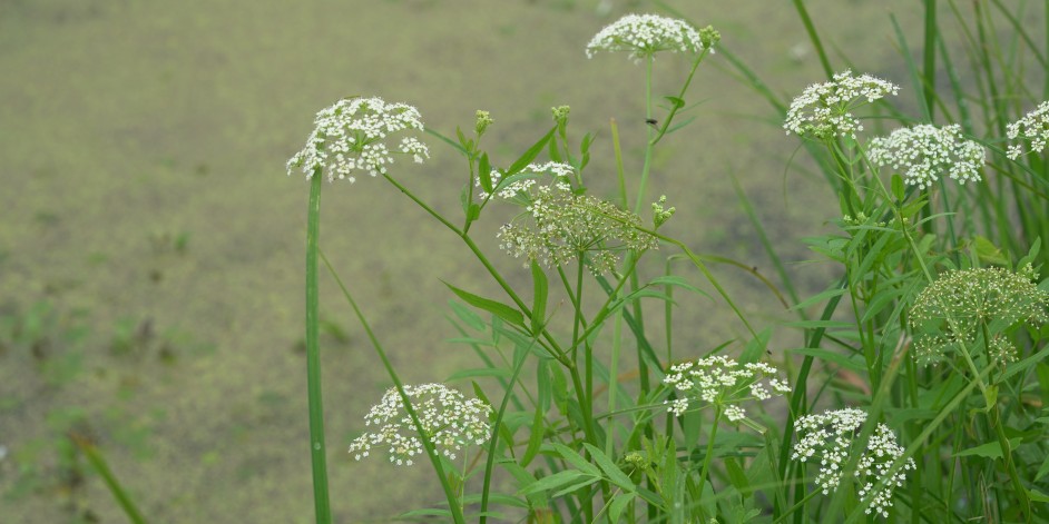 Sium latifolium