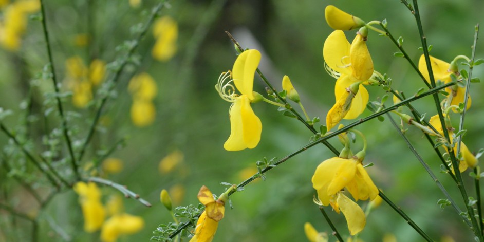 Cytisus scoparius