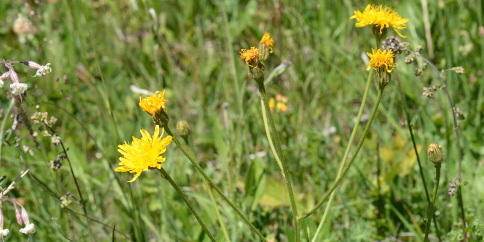 Crepis conyzifolia