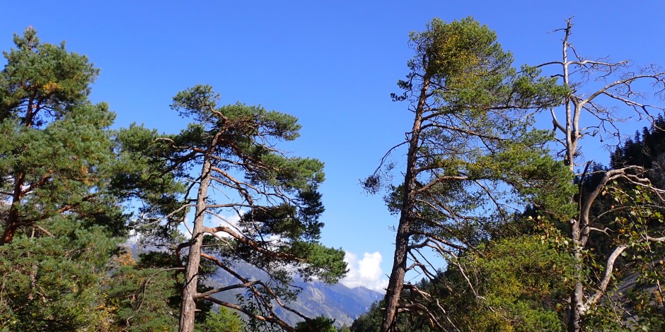 Pinus sylvestris