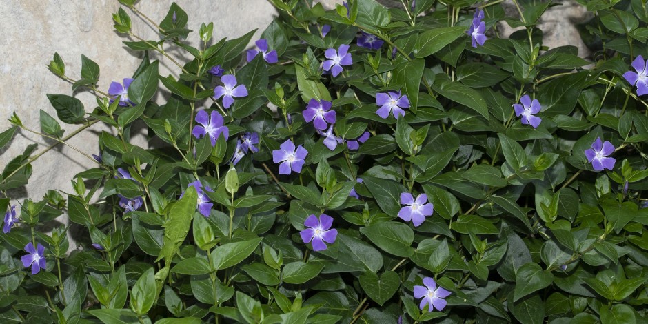 Vinca major