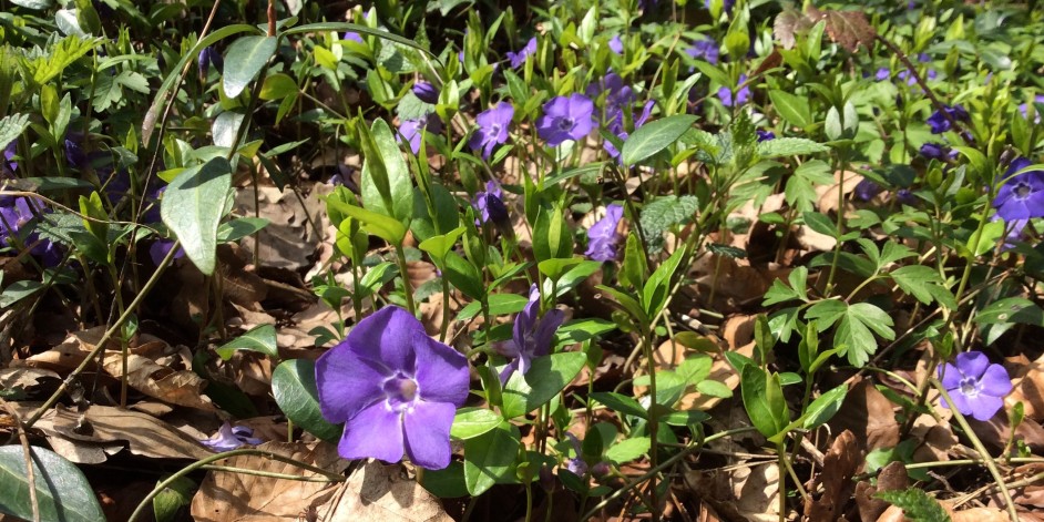 Vinca minor