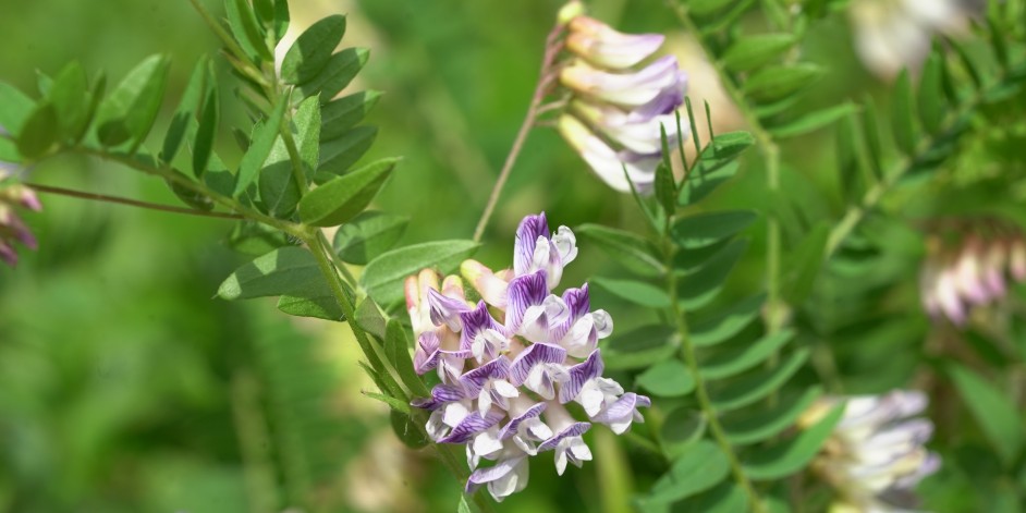 Vicia orobus