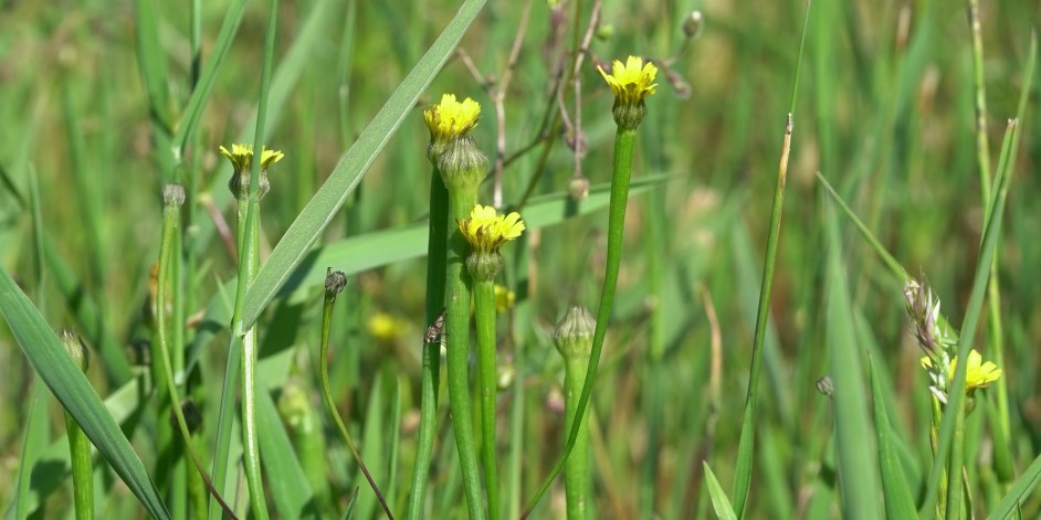 Arnoseris minima