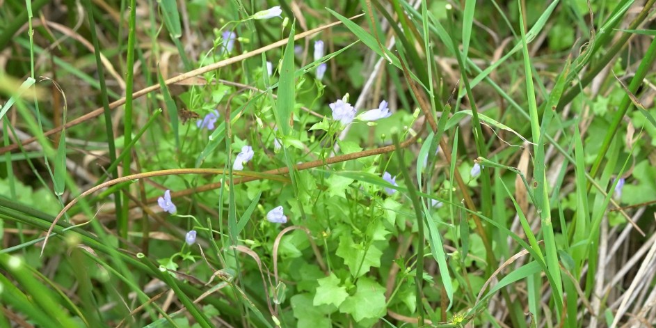 Wahlenbergia hederacea