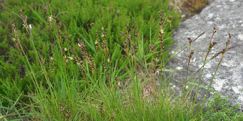 Juncus squarrosus