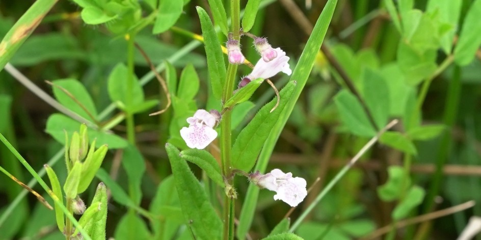 Scutellaria minor