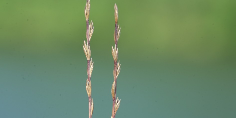 Micropyrum tenellum