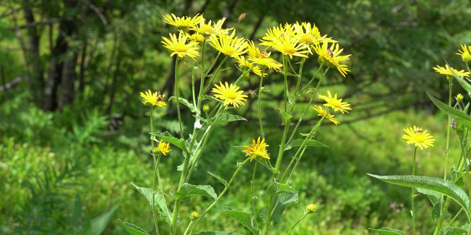 Doronicum austriacum