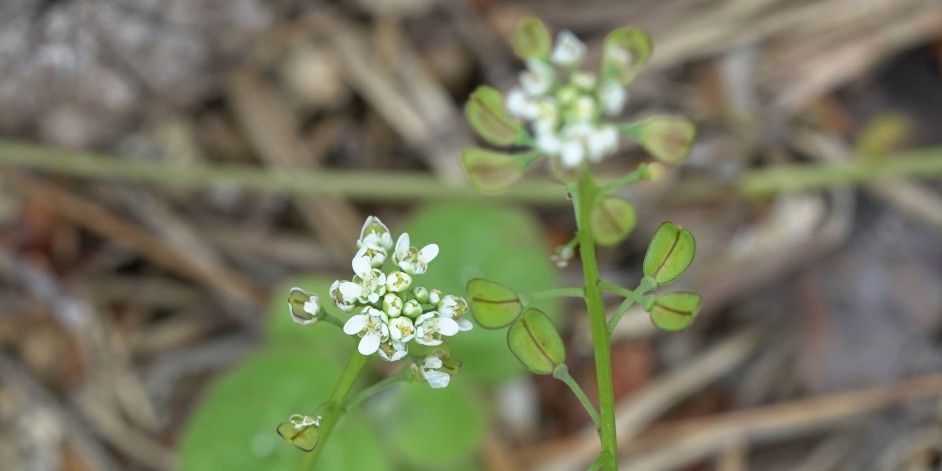 Teesdalia nudicaulis