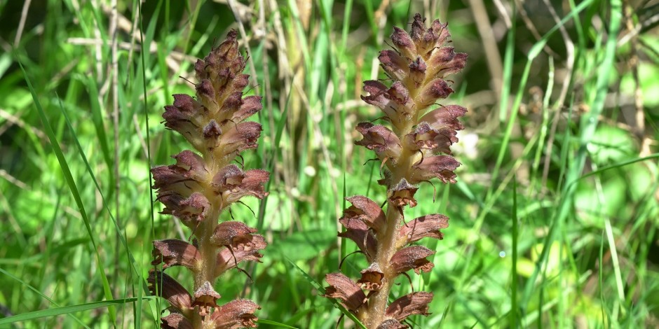 Orobanche rapum-genistae