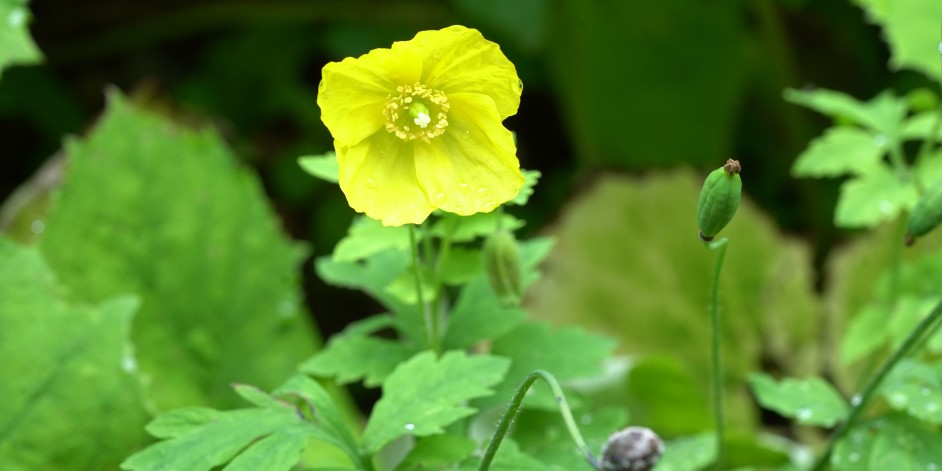 Meconopsis cambrica, Papaver cambricum