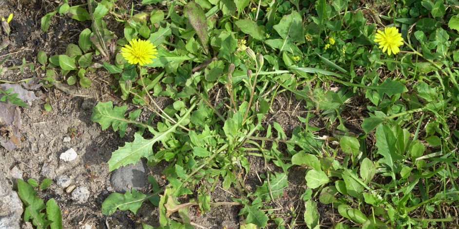 Crepis bursifolia