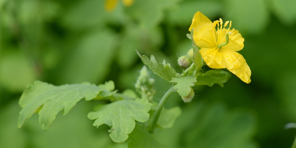 Chelidonium majus