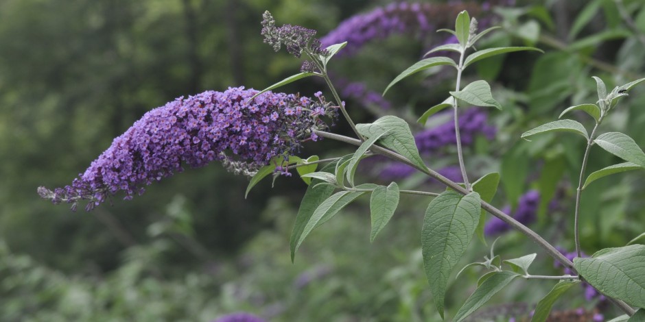 Buddleja davidii