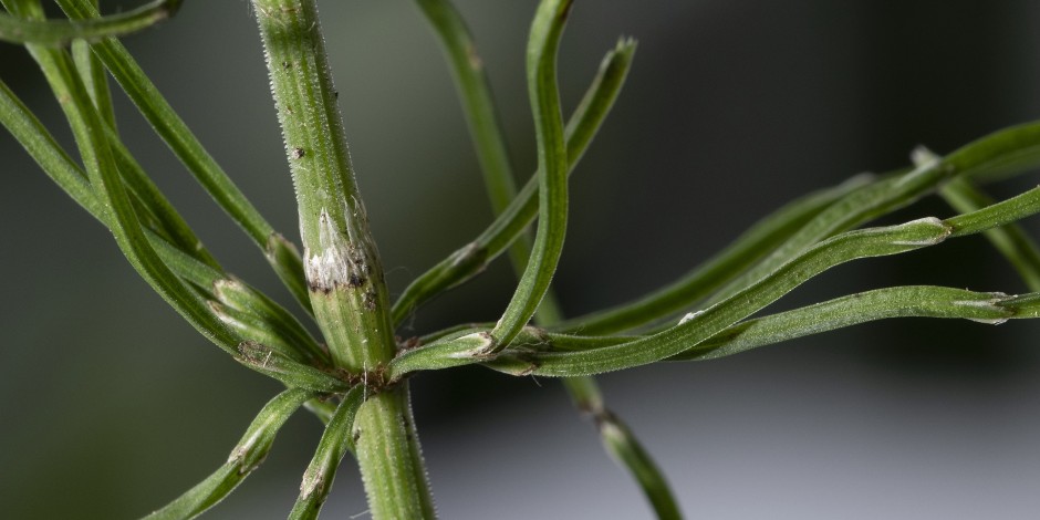 Equisetum pratense