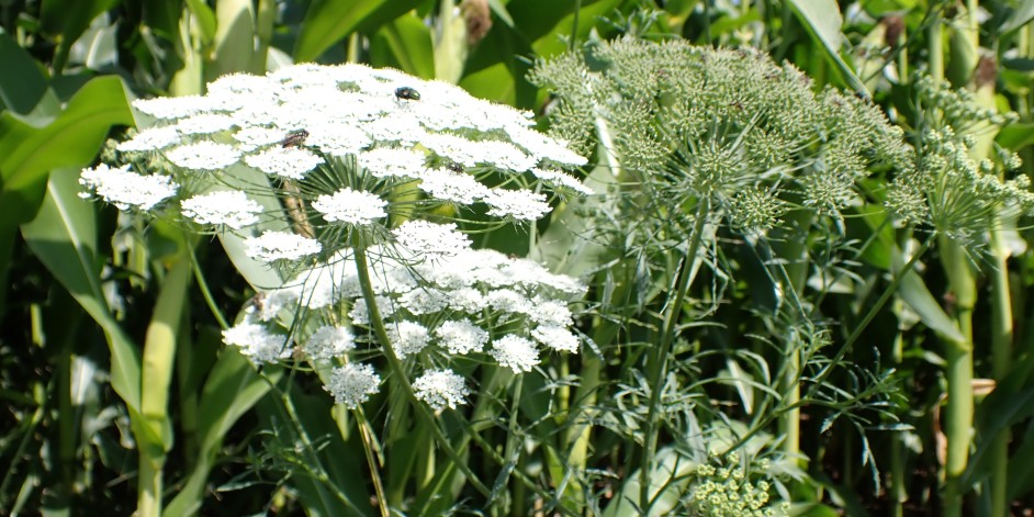 Ammi majus