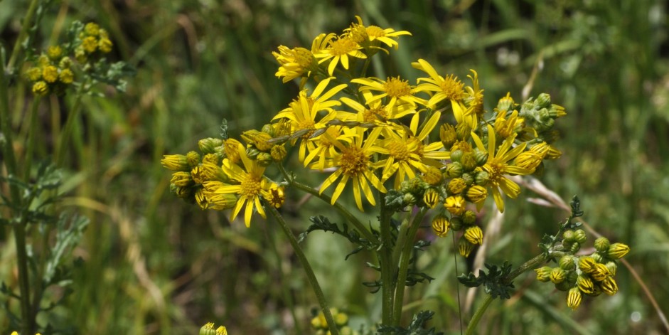 Senecio jacobaea