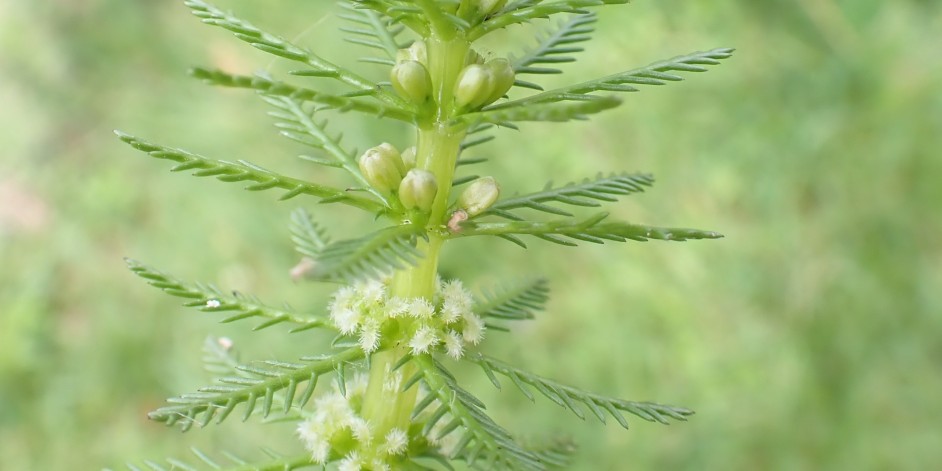 Myriophyllum verticillatum